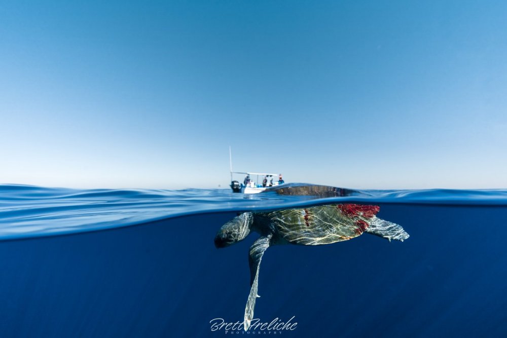 turtle.thumb.jpg.99cda805ee35481c0be70e33c5393a69.jpg