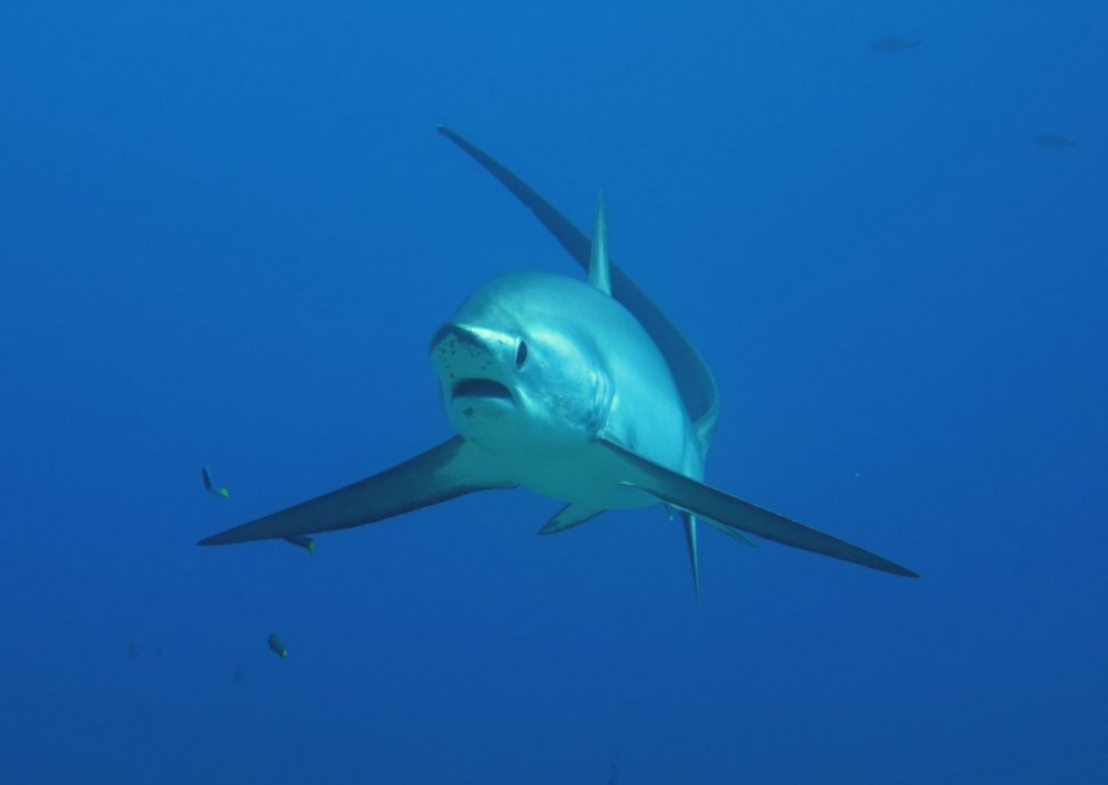 1-thresher-shark_DSC00603.jpg