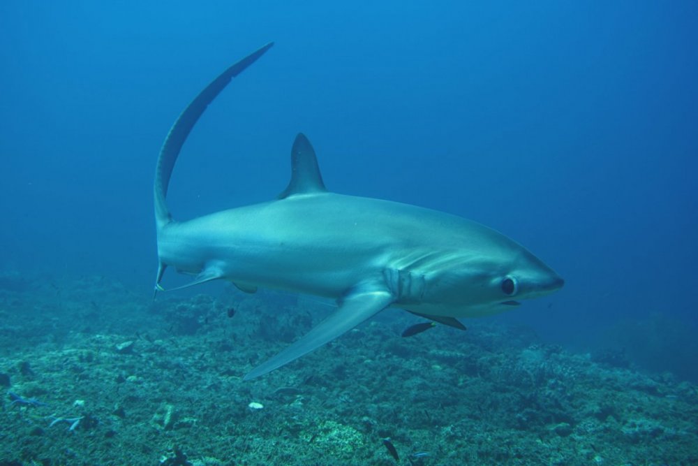 1-thresher-shark_DSC00681.jpg