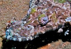 2055527154_Crocodilefishfacebestcopy.jpeg.67e4b74dcd8756299afbbee36ce3393f.jpeg
