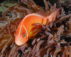 Clownfishgoodone.jpeg.f1796065334c8aec727f64c5791b5dca.jpeg