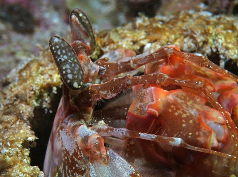 mantis-shrimp_DSC01099.jpg
