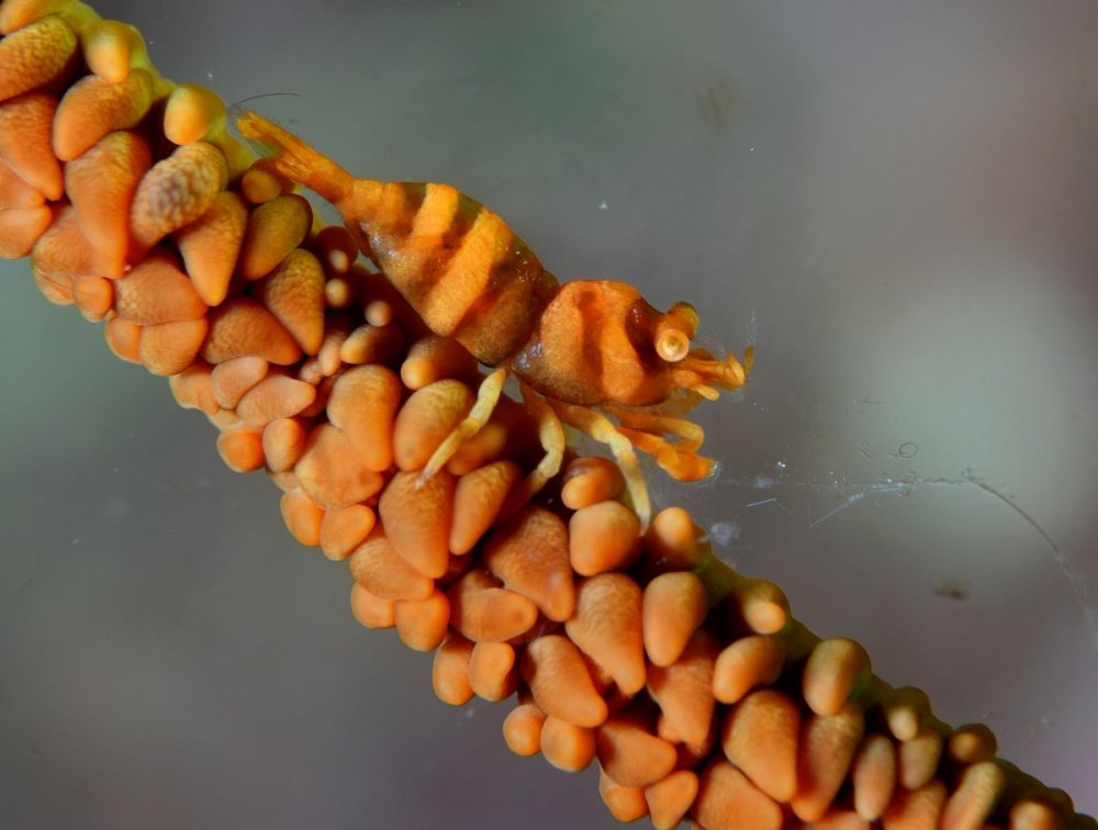 whip-coral-shrimp_DSC01083.jpg