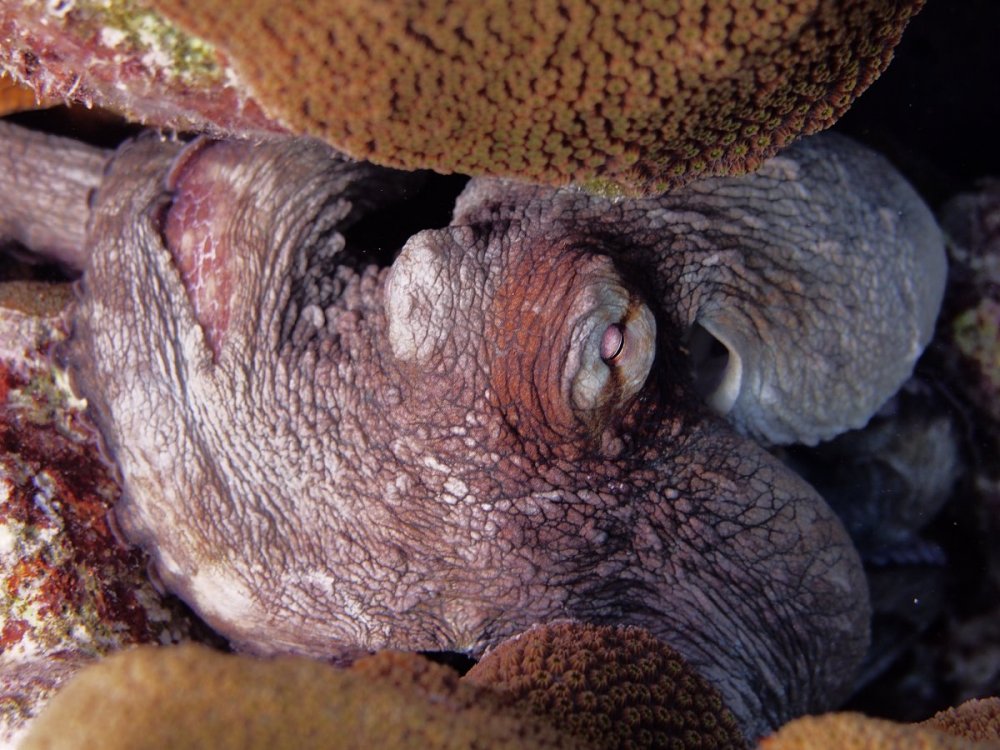 Octopus - 10926.jpg