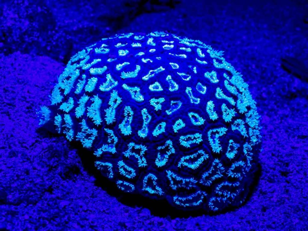 2021_11_Rohanou_0064.thumb.jpg.35732cd62051b1e399997e3207b319bb.jpg