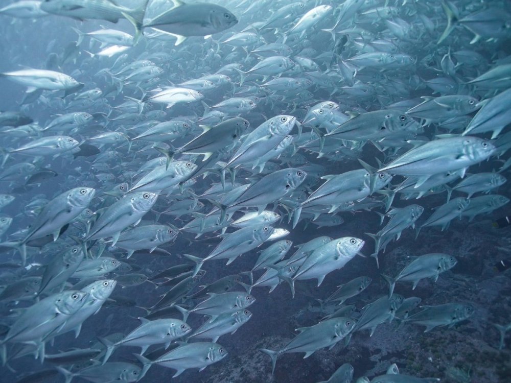 Malpelo_0369.jpeg