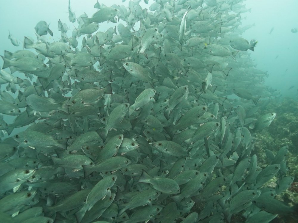Malpelo_0576.jpeg