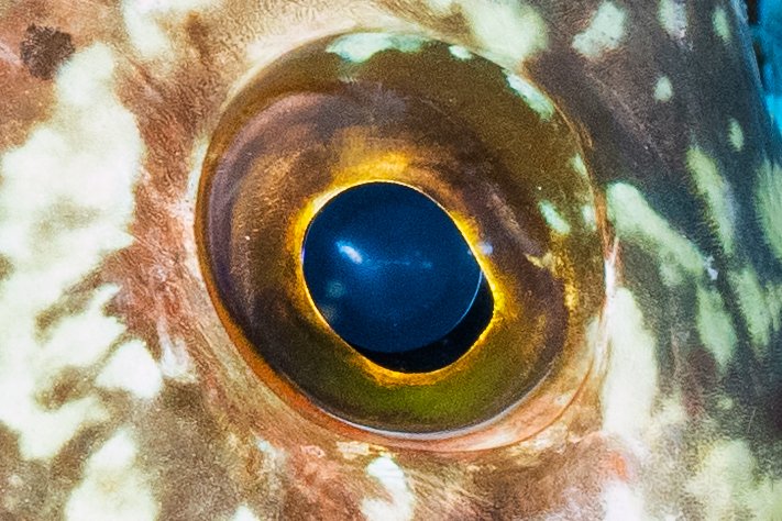 eye.jpg.1f19607441b537baade0baea53e13943.jpg