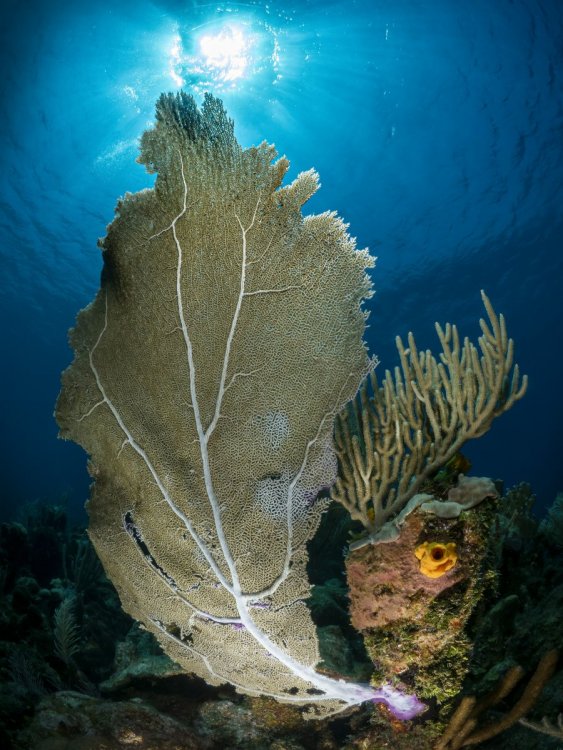 Sea Fan3.jpeg