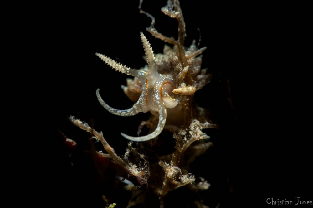 _DSC5694-Edit.thumb.jpg.5dfd899319918f4345dd5dd0319648e6.jpg