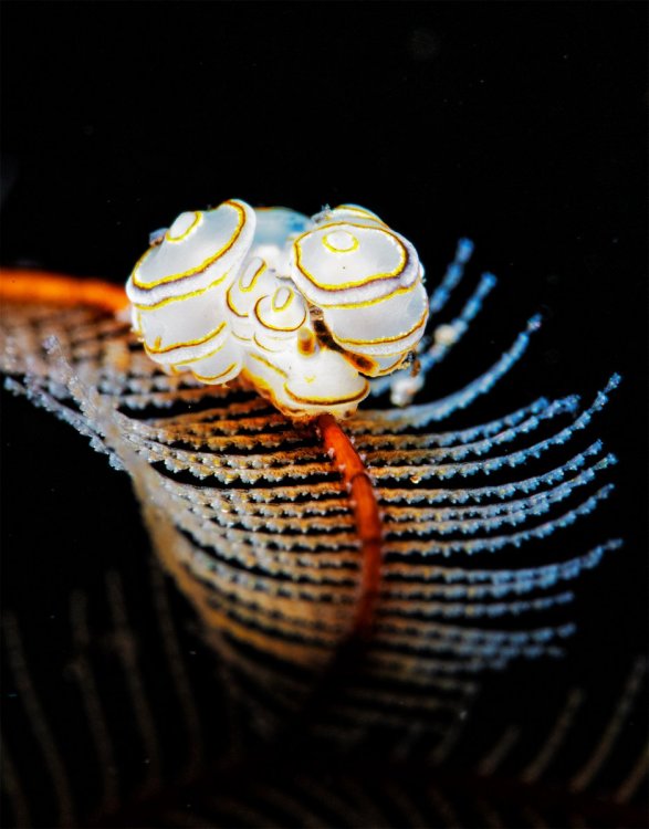 donut-nudi-1600v.thumb.jpg.7f4ff09176c7b882fd55f22edd836775.jpg