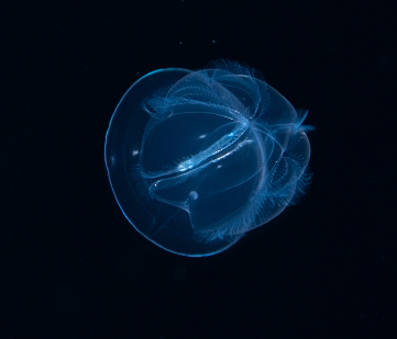 image.png.1ae9a475f7537c6cfc69119705779d04.png