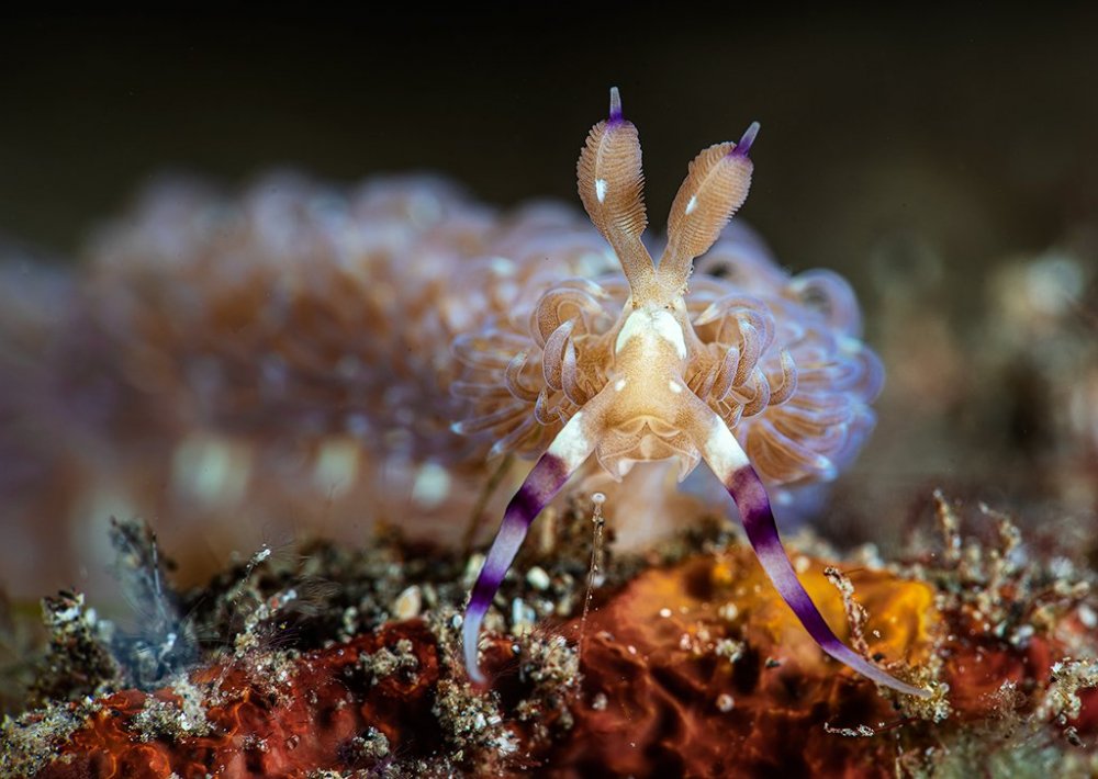 unknown-nudi-5-TP.thumb.jpg.919447fd97f9258a2cab6d4ea7c4d2b5.jpg