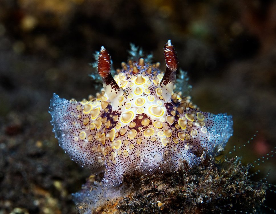 unknown-nudi-TP.thumb.jpg.fc2a7dff6c9750849582aeadbc39c5c5.jpg