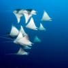 NWDiver