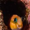 divingdoc