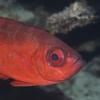 Glasseye Snapper